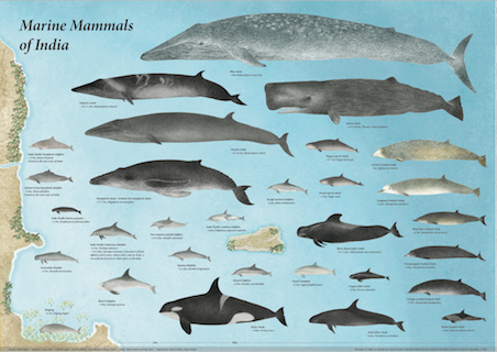 Taxonomical List | Marine Mammal